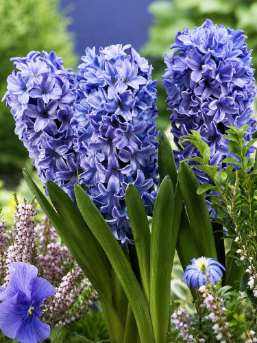 Гіацинт Blue Star (2 шт. в упаковці)