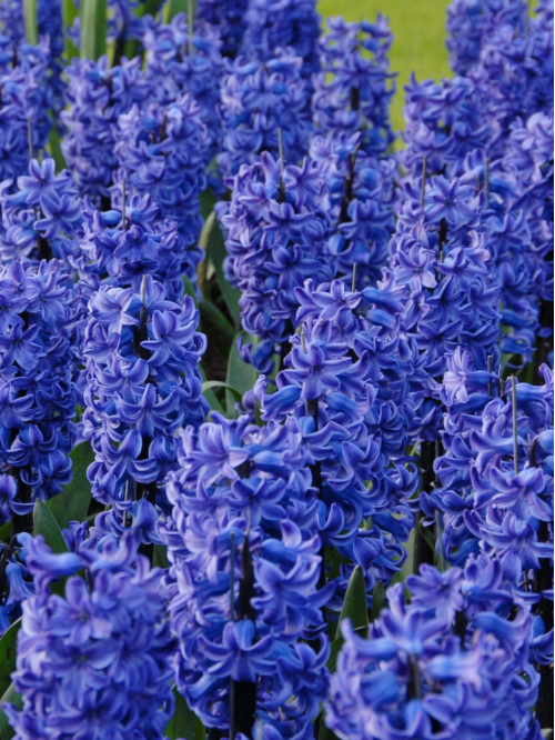 Гіацинт Blue Star (2 шт. в упаковці)