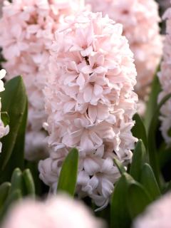 Гіацинт China Pink (2 шт. в упаковці)
