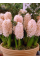 Гіацинт China Pink (2 шт. в упаковці)