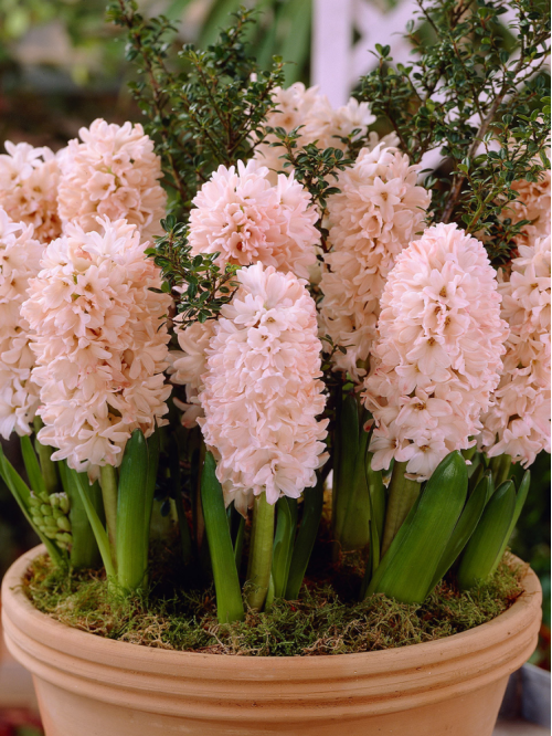 Гіацинт China Pink (2 шт. в упаковці)