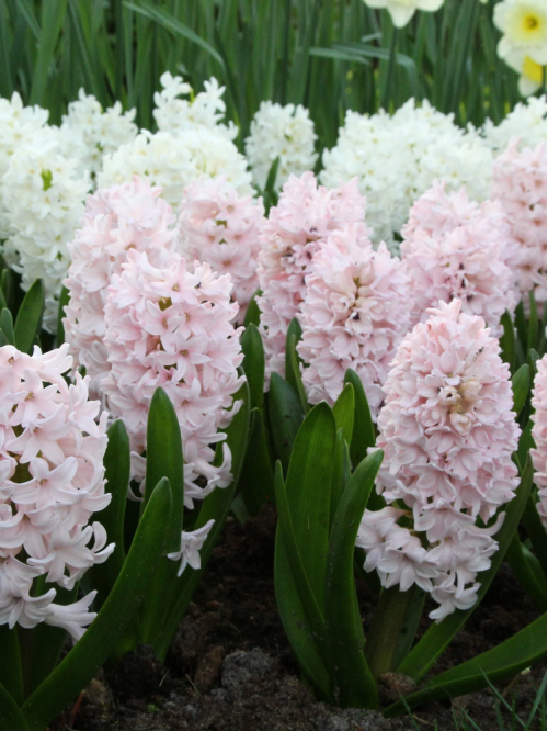 Гіацинт China Pink (2 шт. в упаковці)
