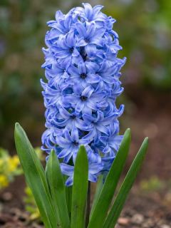 Гіацинт Delft Blue (2 шт. в упаковці)