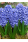 Гіацинт Delft Blue (2 шт. в упаковці)