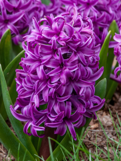 Гіацинт Purple Sensation (2 шт. в упаковці)