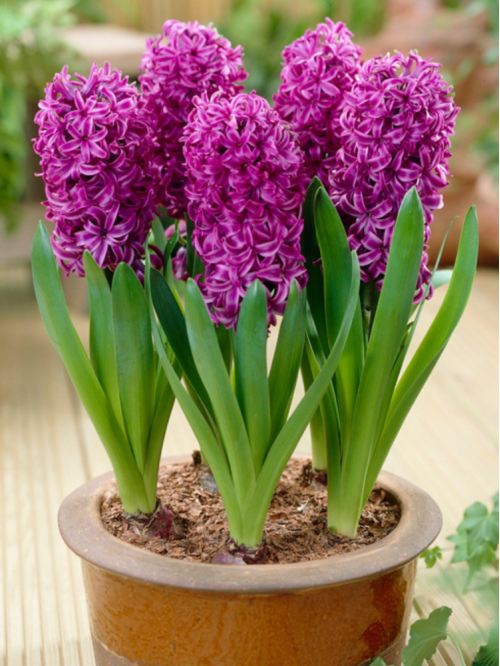 Гіацинт Purple Sensation (2 шт. в упаковці)