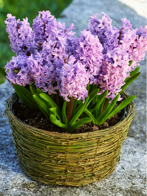 Гіацинт Splendid Cornelia (2 шт. в упаковці)
