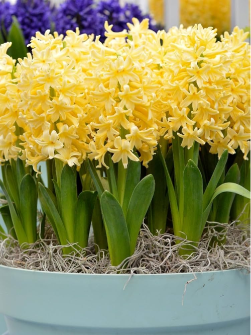 Гіацинт Yellow Queen (2 шт. в упаковці)