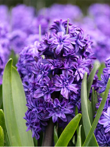 Гіацинт Lili Purple (1 шт. в упаковці)