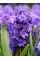 Гіацинт Lili Purple (1 шт. в упаковці)