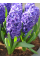 Гіацинт Lili Purple (1 шт. в упаковці)