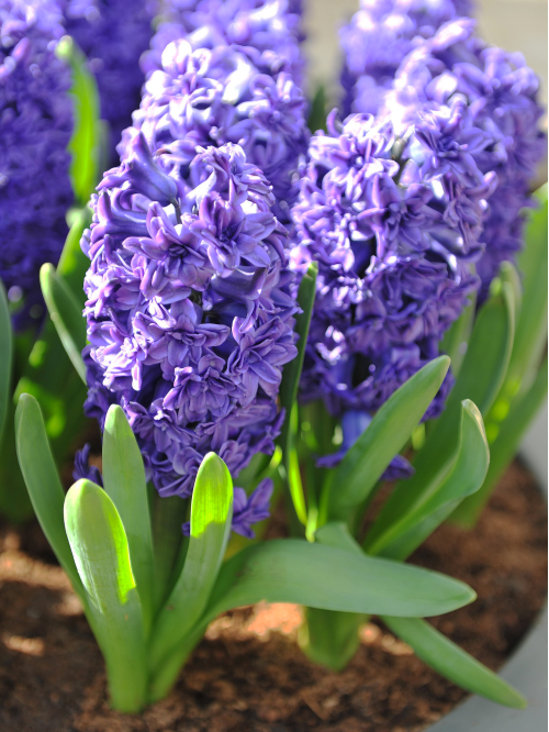 Гіацинт Lili Purple (1 шт. в упаковці)