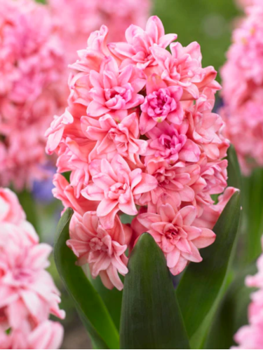 Гиацинт Spring Beauty (1 шт. в упаковке)
