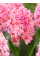 Гіацинт Spring Beauty (1 шт. в упаковці)