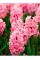 Гіацинт Spring Beauty (1 шт. в упаковці)