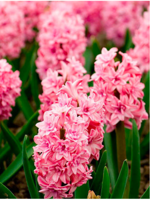 Гіацинт Spring Beauty (1 шт. в упаковці)