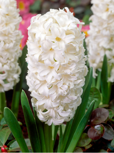 Гіацинт White Pearl (2 шт. в упаковці)