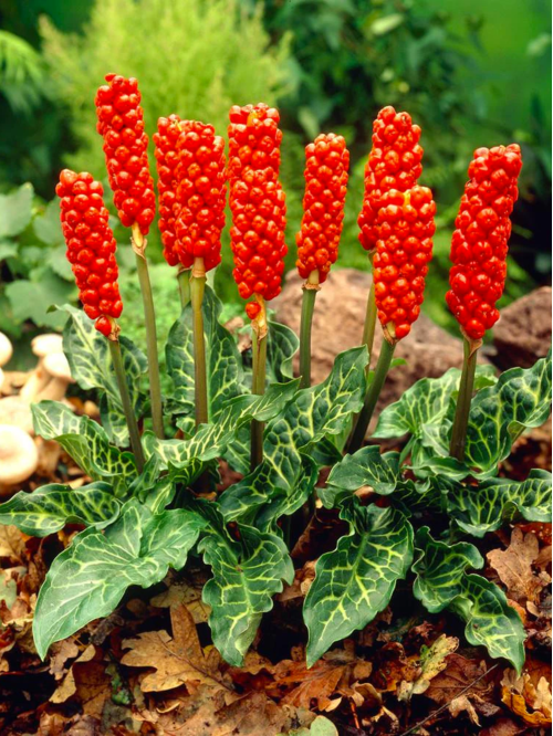 Арум Italicum Marmoratum (2 шт. в упаковці)