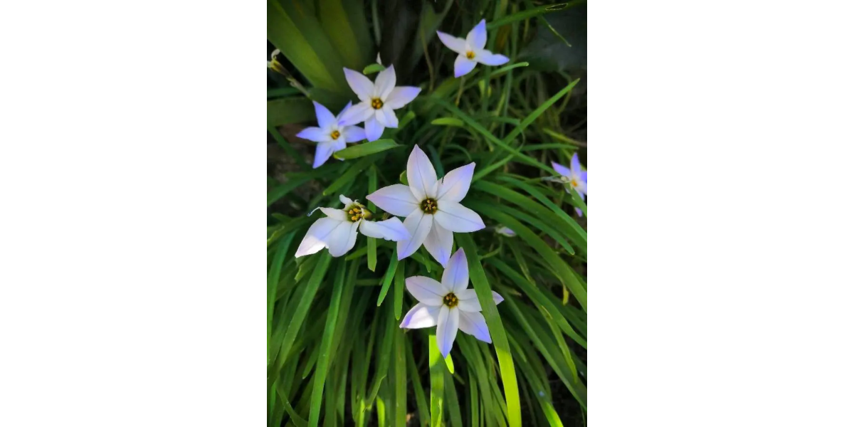 Іфейон Uniflorum (5 шт. в упаковці)