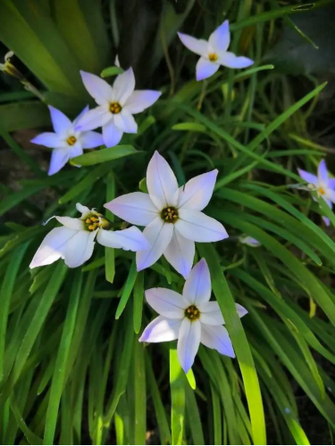 Ифейон Uniflorum (5 шт. в упаковке)