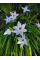 Іфейон Uniflorum (5 шт. в упаковці)