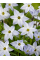 Іфейон Uniflorum (5 шт. в упаковці)