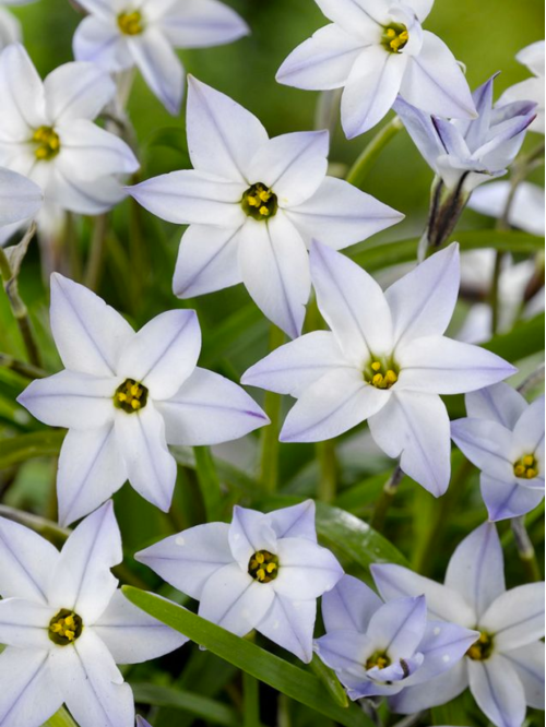 Іфейон Uniflorum (5 шт. в упаковці)