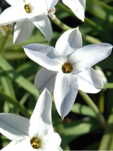 Ифейон White Star (5 шт. в упаковке)