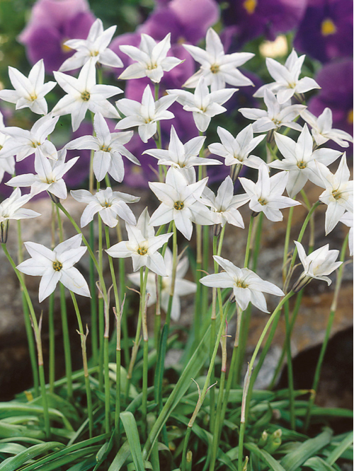 Іфейон White Star (5 шт. в упаковці)