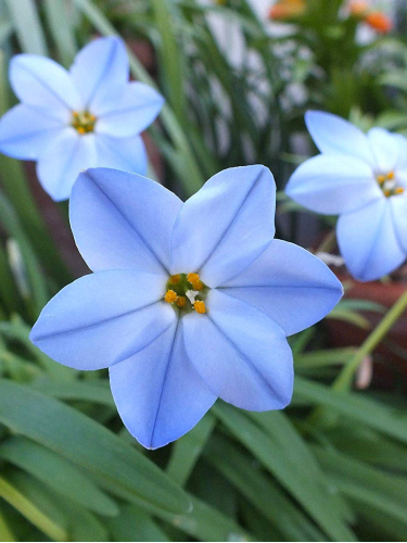 Ифейон Wisley Blue (5 шт. в упаковке)