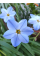 Іфейон Wisley Blue (5 шт. в упаковці)