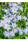 Іфейон Wisley Blue (5 шт. в упаковці)