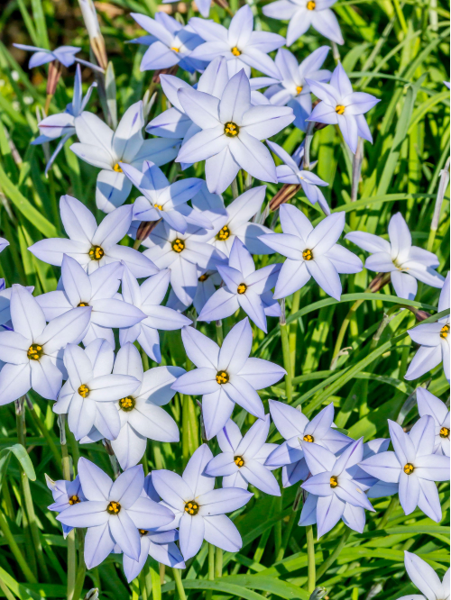 Іфейон Wisley Blue (5 шт. в упаковці)