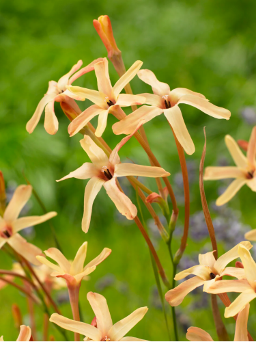Иксия Paniculata Eos (5 шт. в упаковке)