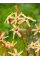Іксія Paniculata Eos (5 шт. в упаковці)