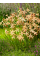 Іксія Paniculata Eos (5 шт. в упаковці)
