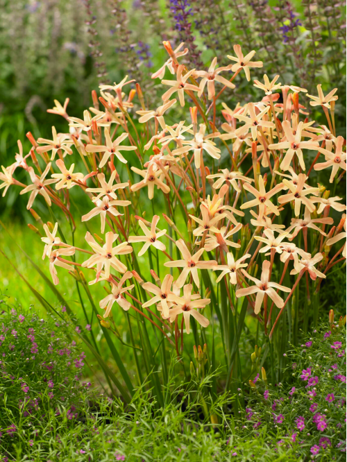 Іксія Paniculata Eos (5 шт. в упаковці)