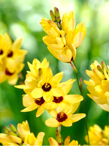 Иксия Yellow Emperor (5 шт)