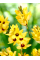 Іксія Yellow Emperor (5 шт)