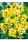 Іксія Yellow Emperor (5 шт)