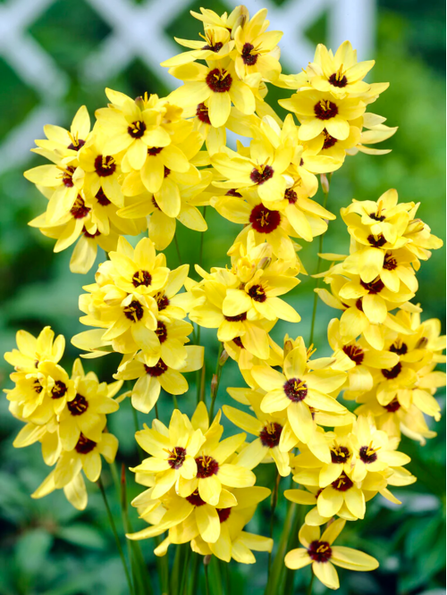 Іксія Yellow Emperor (5 шт)