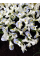 Ірис reticulata Polar Ice (5 шт. в упаковці)