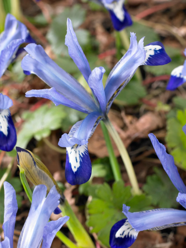 Ірис reticulata Clairette (5 шт. в упаковці)