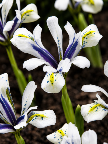 Ірис reticulata Eye Catcher (5 шт. в упаковці)