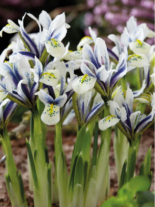 Ірис reticulata Eye Catcher (5 шт. в упаковці)