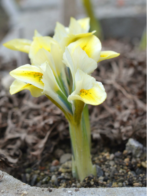 Ірис reticulata North Star (5 шт. в упаковці)