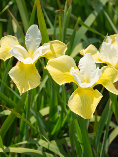 Ірис Sibirica Butter And Sugar
