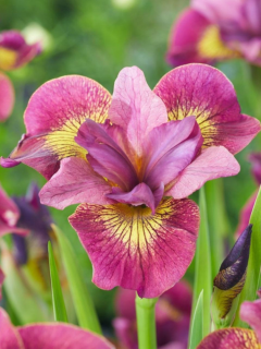 Ірис Sibirica Ruby Gold