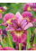 Ірис Sibirica Ruby Gold
