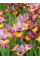 Ірис Sibirica Ruby Gold